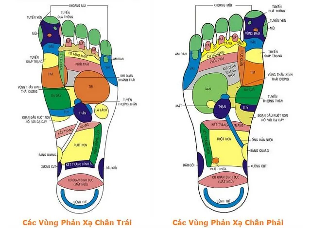 Huyệt bàn chân - Tiết lộ điều gì về sức khỏe của bạn? 2 Dựa vào các vùng phản xạ lòng bàn chân, người ta xây dựng các quy trình bấm huyệt phù hợp.
